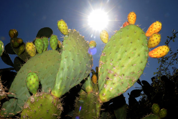 Prickly pears cactus