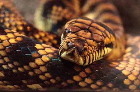 Python hides in show, flies from Australia to Scotland