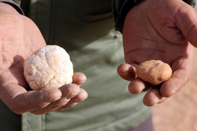 Libya's desert truffles 'manna heaven'