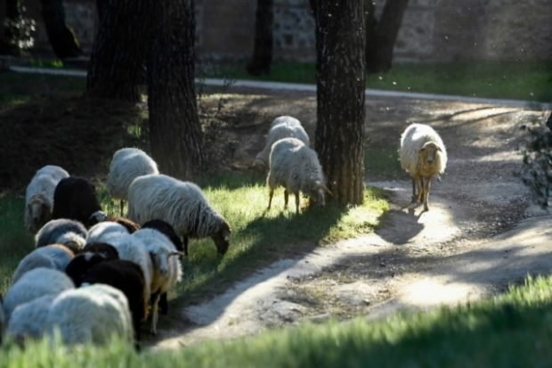 sheep, madrid