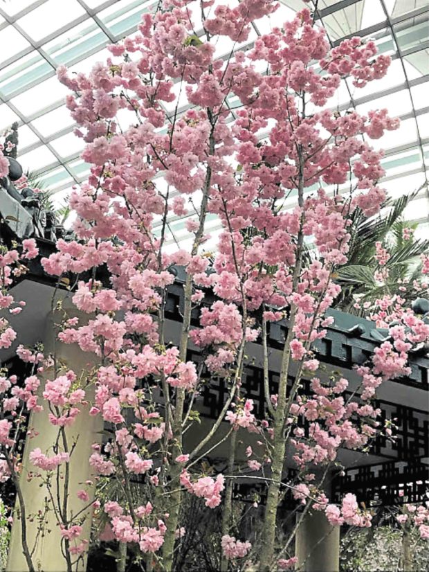 The blooming of cherry blossoms—in tropical Singapore