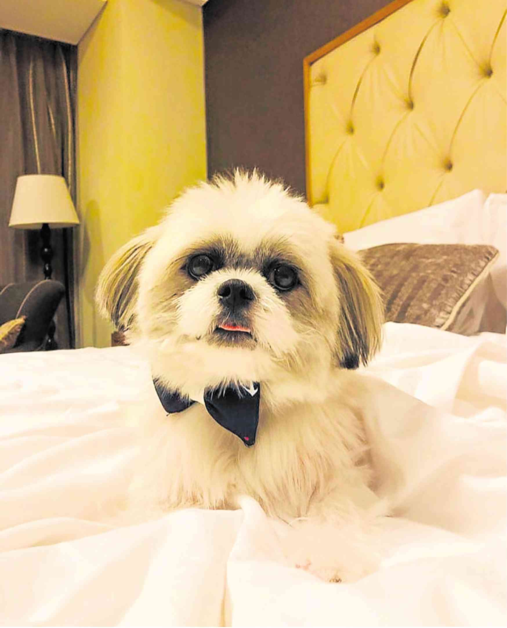 From Tagaytay to Boracay—hotels and resorts where your pet is also