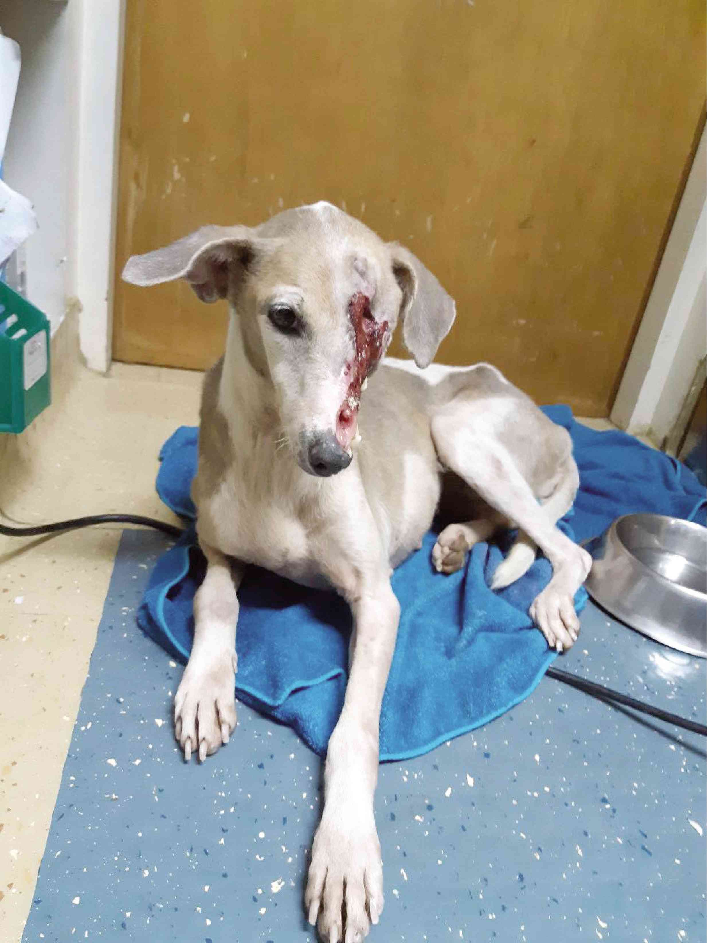 Disfigured dog in Boracay saved by animal advocates