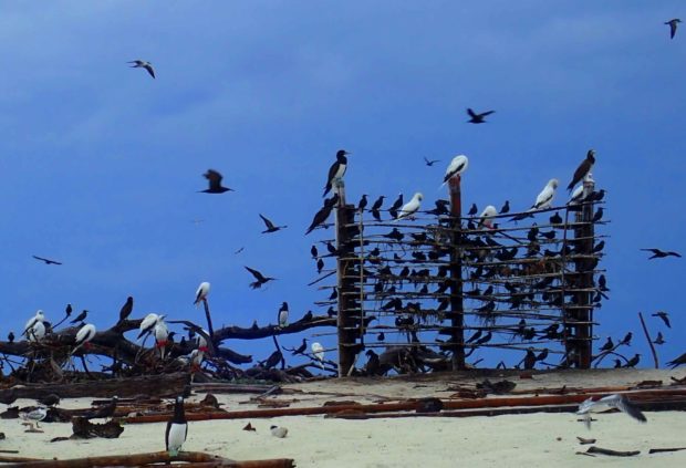 Tubbataha: ‘We must build apartments for some 2,000 birds—we’re halfway there’
