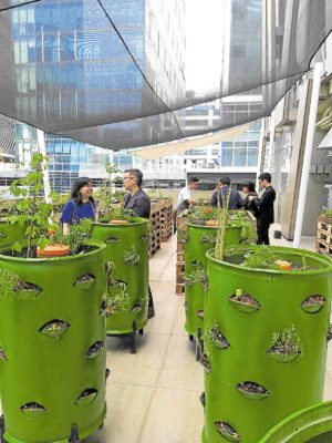 Urban agriculture benefits environment, culinary scene