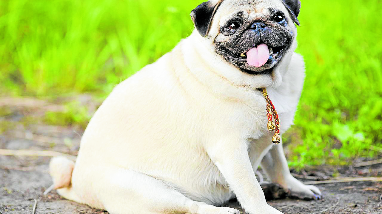 A fat dog isn’t cute— it’s a serious problem | Inquirer Lifestyle