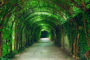 Green Tunnel in Iloilo City is the stuff of our ‘Secret Garden’ dreams