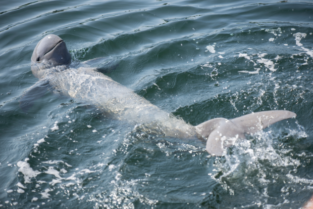 irrawaddy dolphin