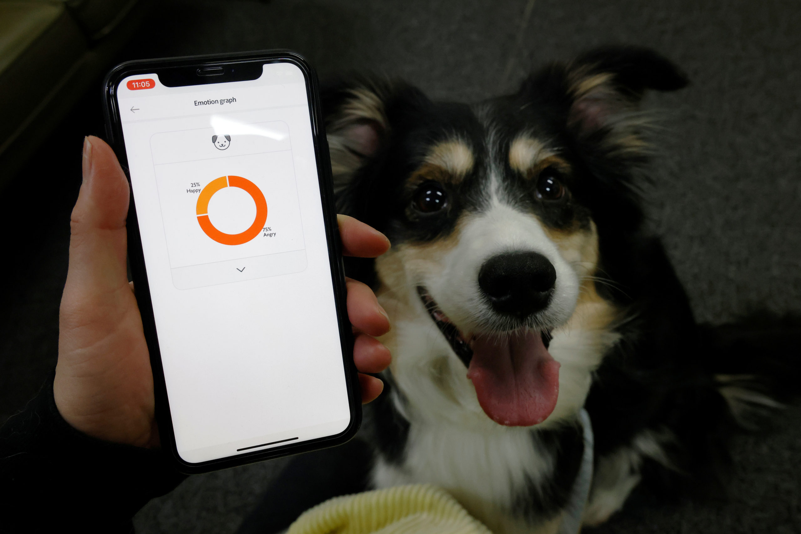 AI-Powered Dog Collar ‘Translates’ Barks Into Emotions