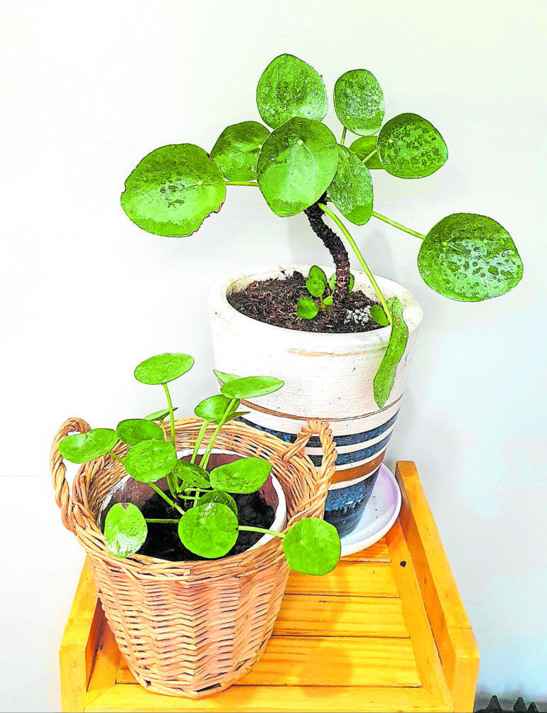 5 plants to bring you good luck in 2021 Lifestyle.INQ