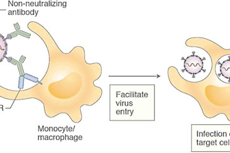 Nonneutralizing (ineffective) antibodies binding with the virus and facilitating its entry into immune system cells (monocyte, macrophage), setting the stage for an infection