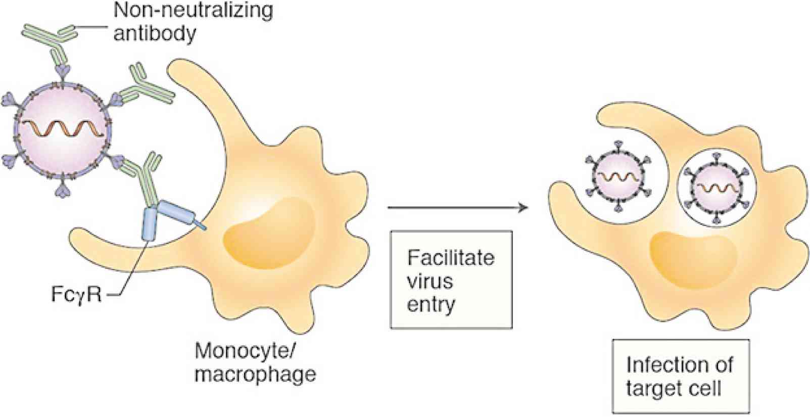 Nonneutralizing (ineffective) antibodies binding with the virus and facilitating its entry into immune system cells (monocyte, macrophage), setting the stage for an infection