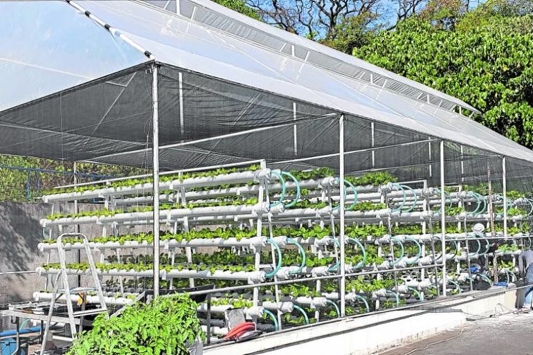 Home-based soilless farms may help solve food crisis