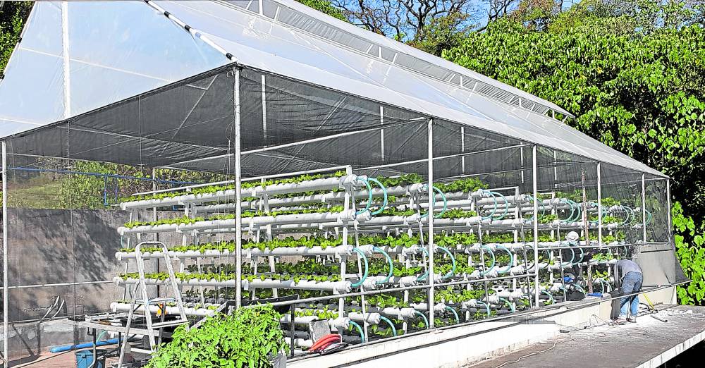Home-based soilless farms may help solve food crisis