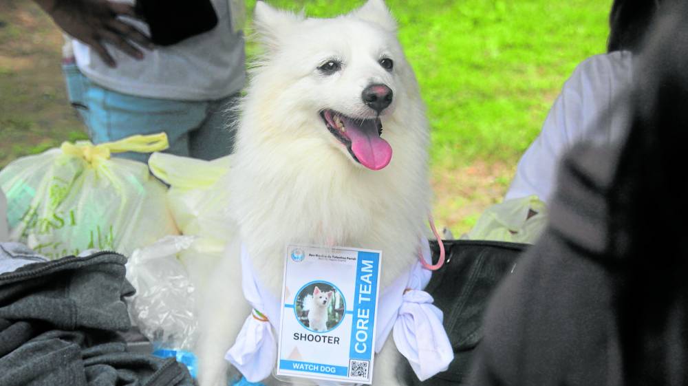 A Japanese Spitz named Shooter does poll “watchdog” duty in Negros Oriental