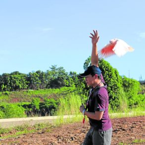 Joel Jimenez releases a Major Mitchell’s cockatoo for a free flight in Antipolo.