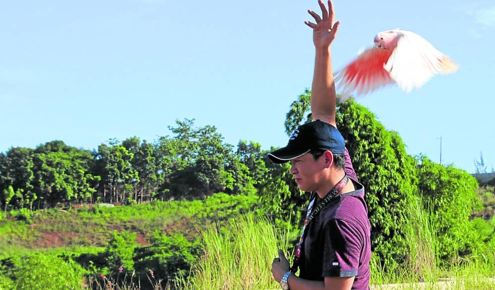 Joel Jimenez releases a Major Mitchell’s cockatoo for a free flight in Antipolo.