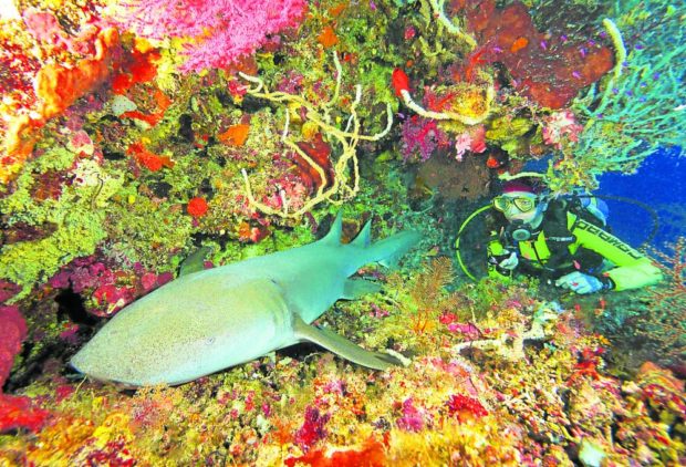 Diver with sleeping nurse shark in Tubbataha—YVETTE LEE