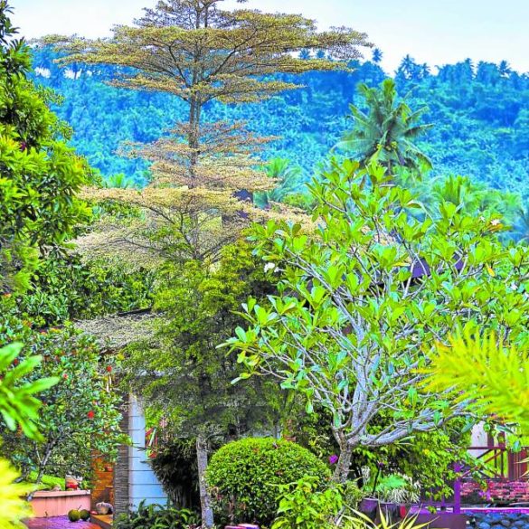 Mindoro’s most beautiful garden