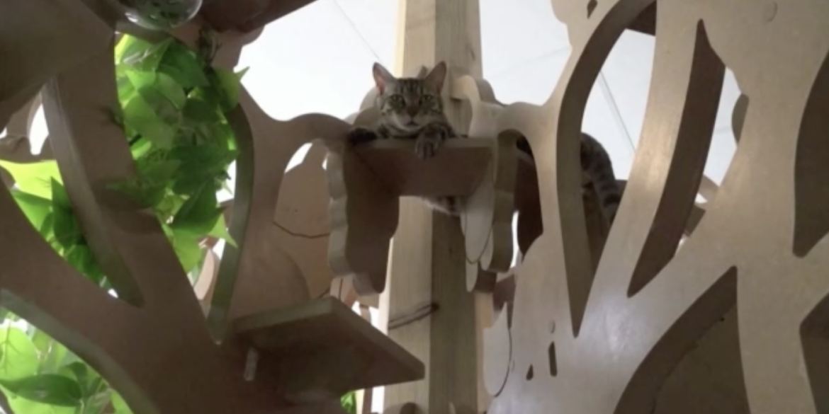 A cat is perched on top of a tree-like structure inside the Arbre a Chats hotel. Screengrabbed from Reuters video