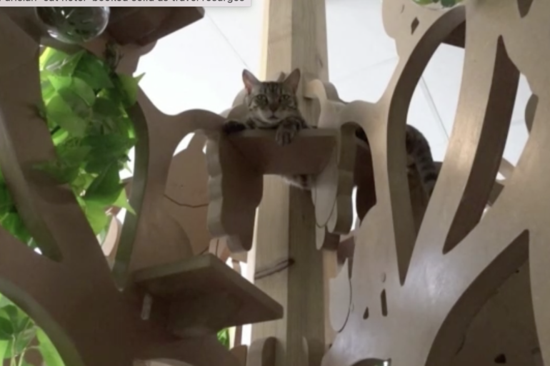 A cat is perched on top of a tree-like structure inside the Arbre a Chats hotel. Screengrabbed from Reuters video