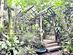 The wild energy of Popo San Pascual’s DIY tropical rainforest home