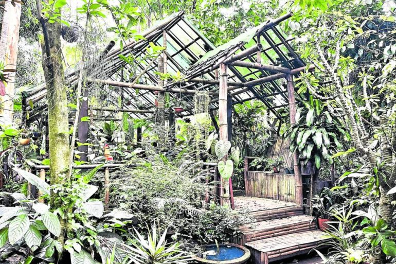The wild energy of Popo San Pascual’s DIY tropical rainforest home