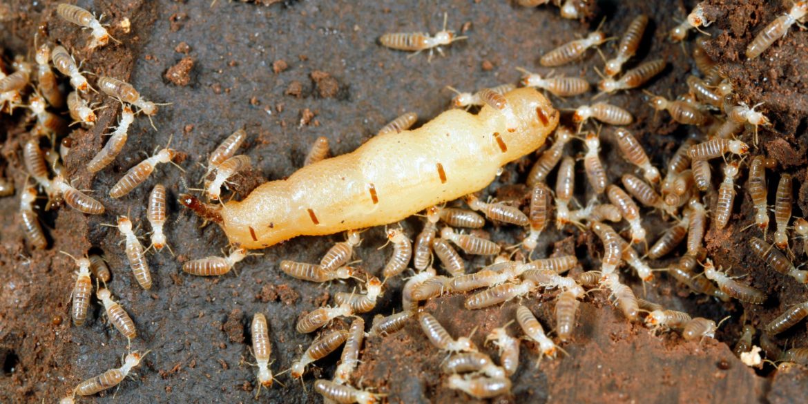 termites and good parenthood