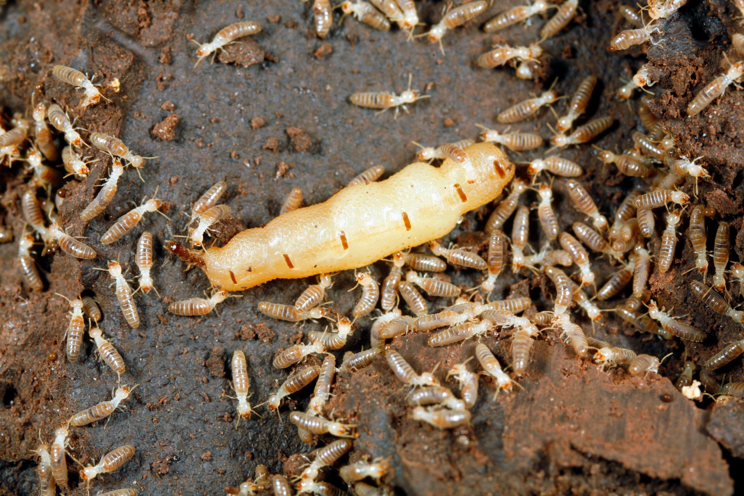termites and good parenthood