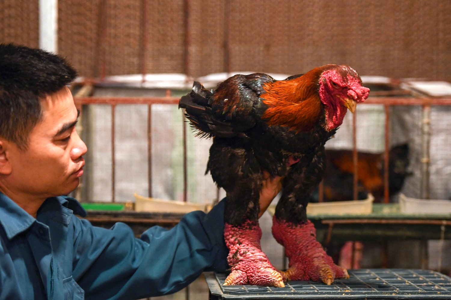 This photo taken on January 10, 2023 shows poultry farmer Le Van Hien looking at a Dong Tao chicken at his farm in Hung Yen province. - The lumpy legs of the Dong Tao chicken -- named after the commune where they're bred in northern Vietnam -- are considered a delicacy and are a particularly popular dish among the wealthy during Vietnamese new year, known as Tet. (Photo by Nhac NGUYEN / AFP)