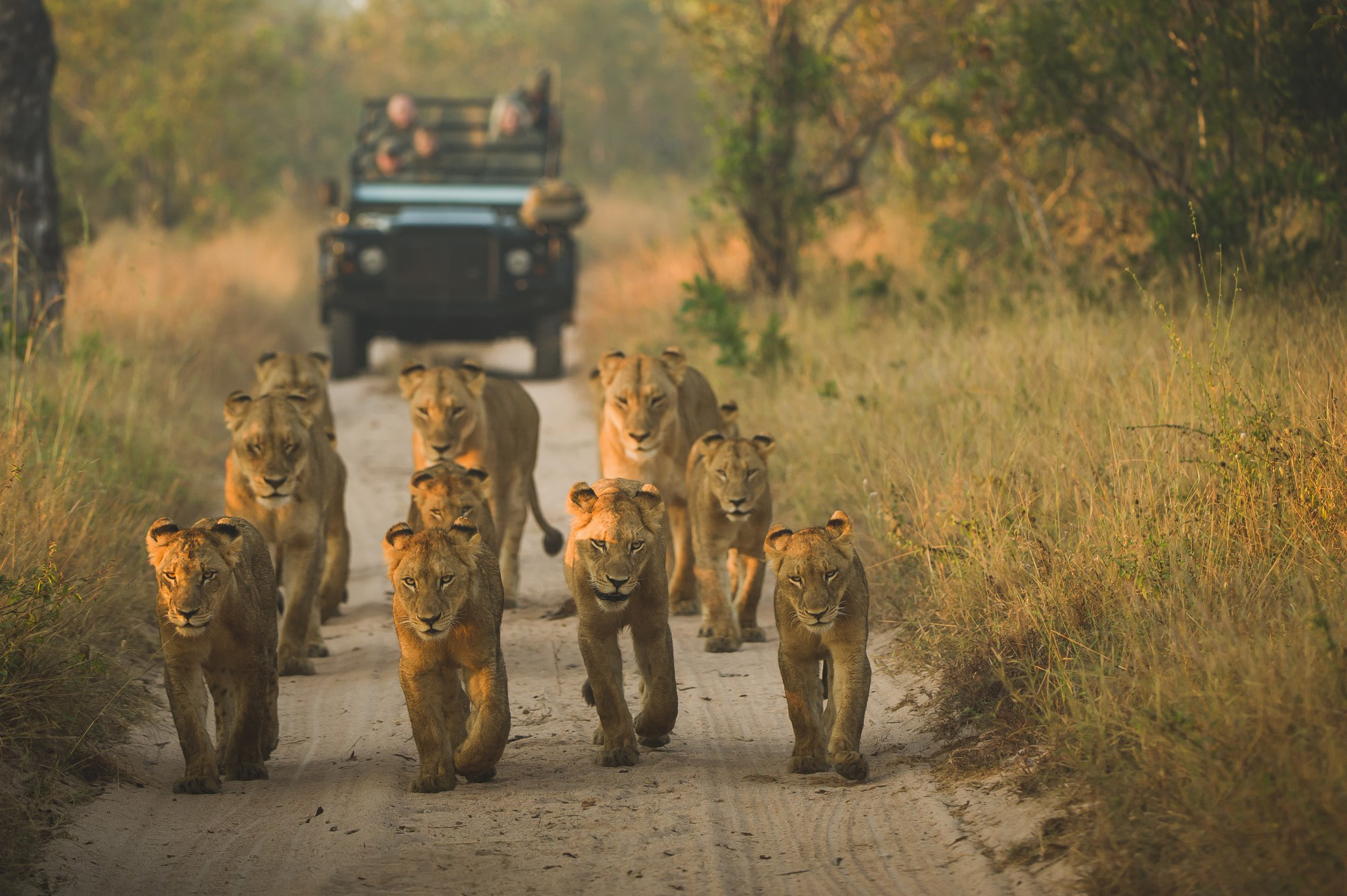 Adventurous travelers share their life-changing safari memories