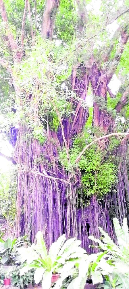Centuries-old balete tree has a “guardian.”