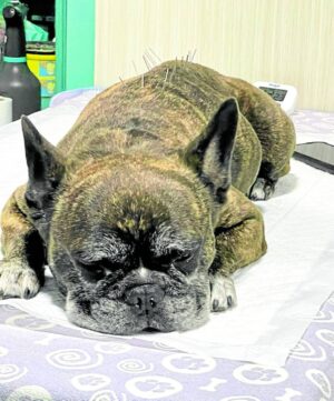 Can acupuncture work for your pet?