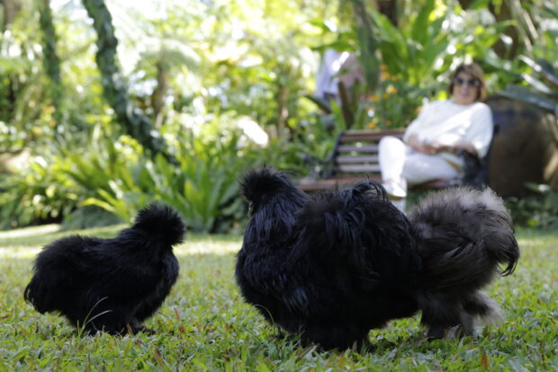 American Silkie chickens Tina, Ike, and Gonzo