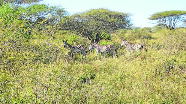 Zebras can be spotted in the Mkuze Falls Private Game Reserve, as well.