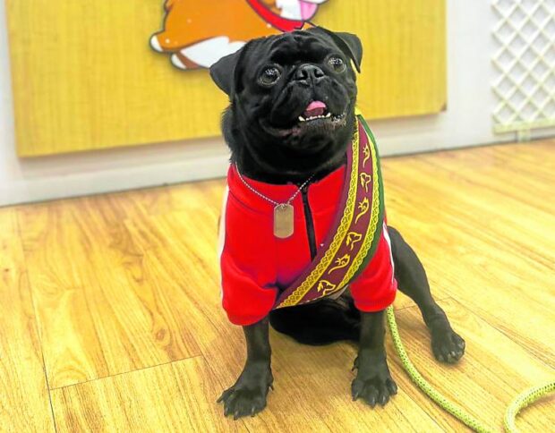 Wearing his “sablay,” Hermès graduates from level one obedience training.