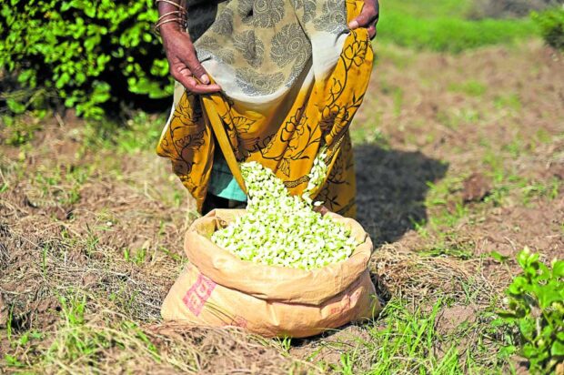 A farmer pours jasmineflowers in a sack after
harvesting from a farmland
on the outskirts of Madurai.