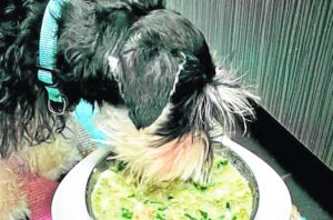 Ever since he was a pup, Mikky was trained to eat anything, and that includes green “monggo” with “alugbati.”