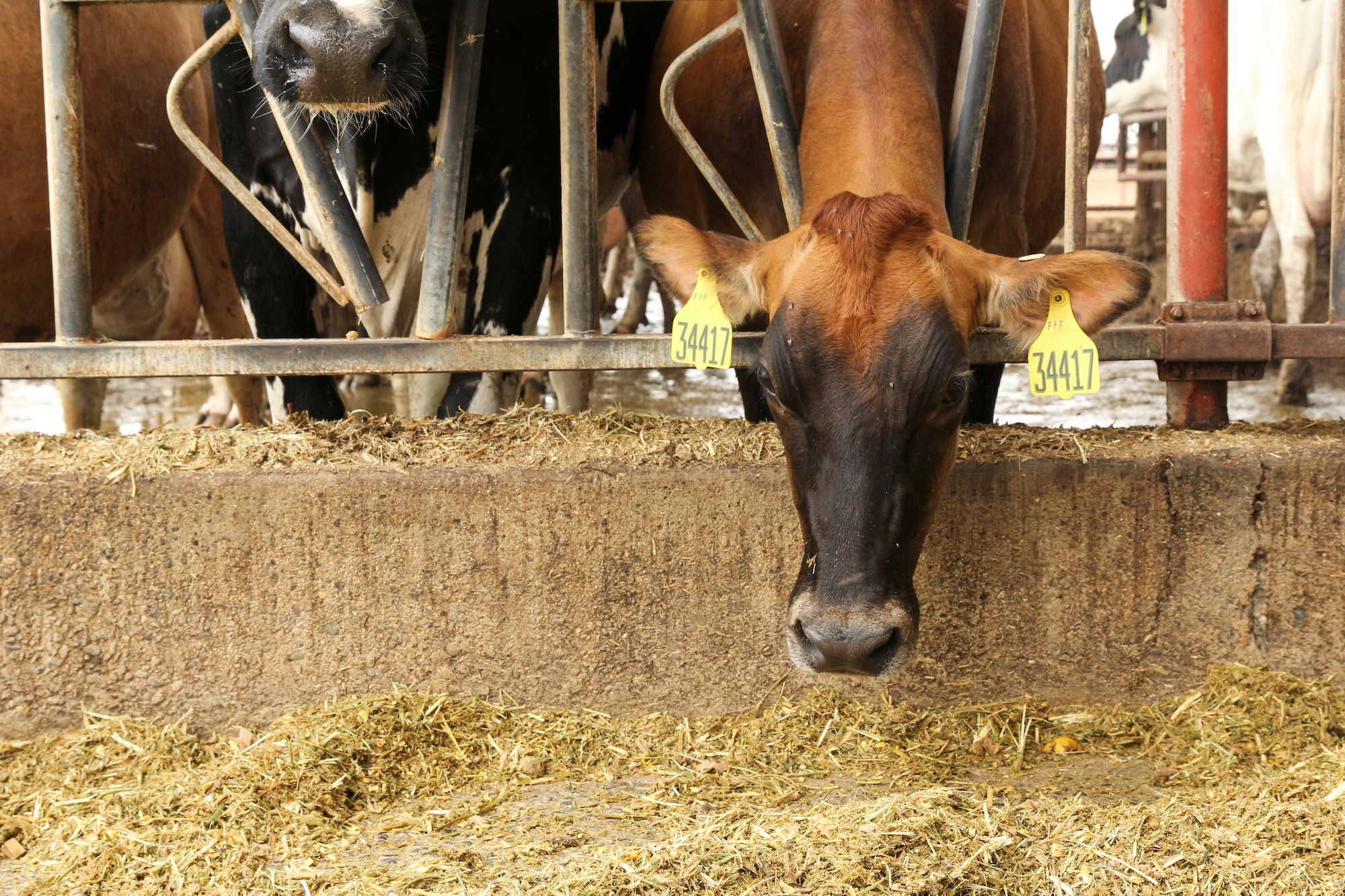 FILE PHOTO: A cow bends down to eat at the Johann Dairy farm in Fresno, California, U.S. September 10, 2020. Picture taken September 10, 2020. REUTERS/Nathan Frandino/File Photo