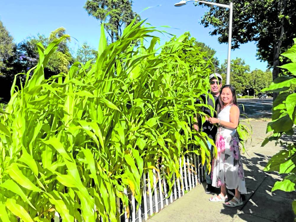 ‘Pinakbet’ garden rises in Palo Alto