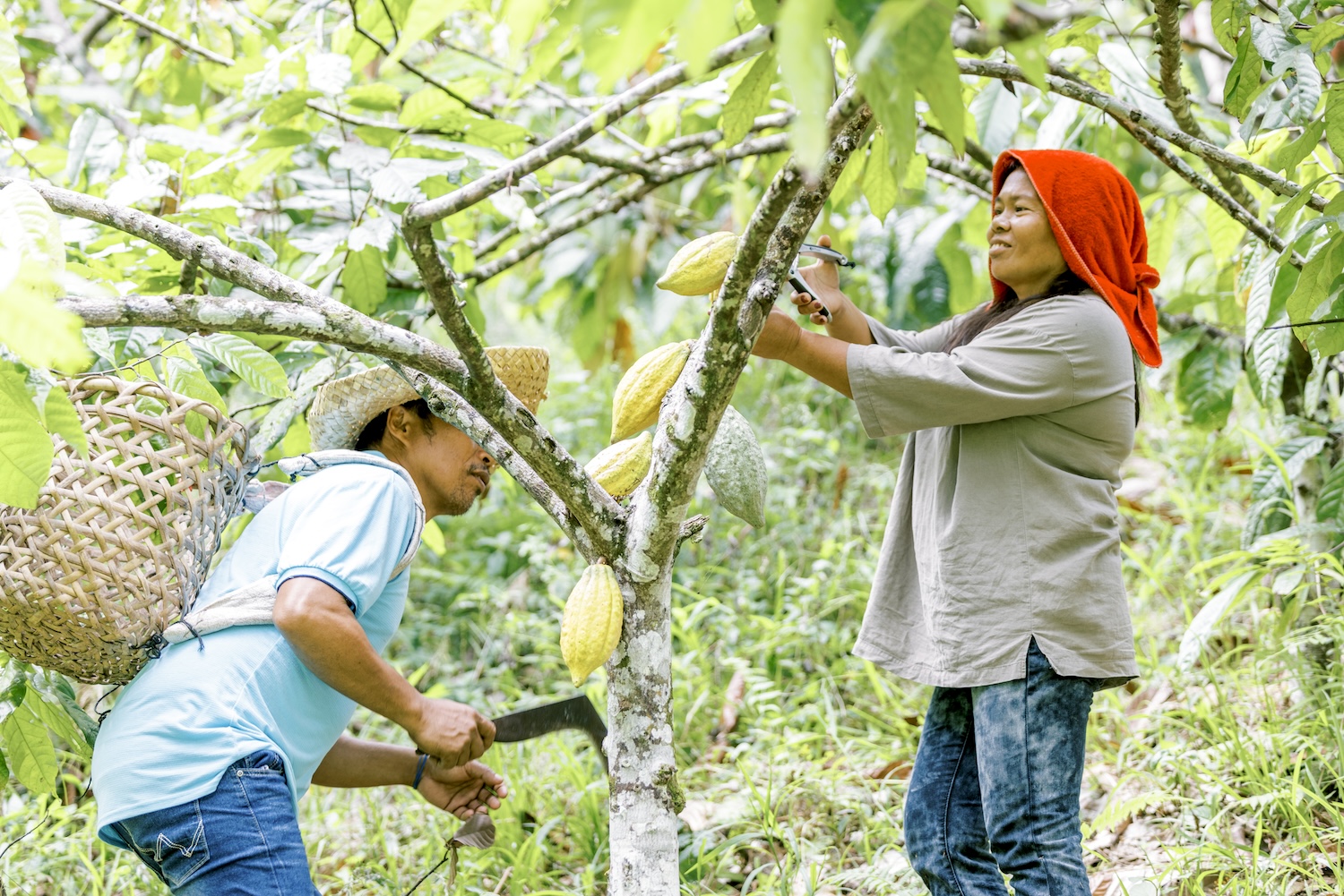 A closer look at these award-winning Filipino cacao beans