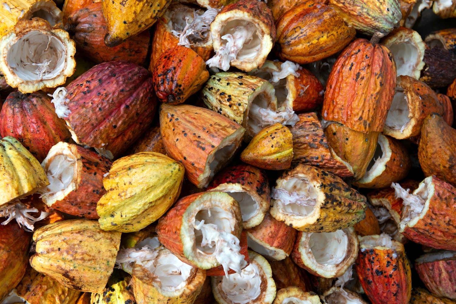 Chocolate lover? New study traces complex origins of cacao