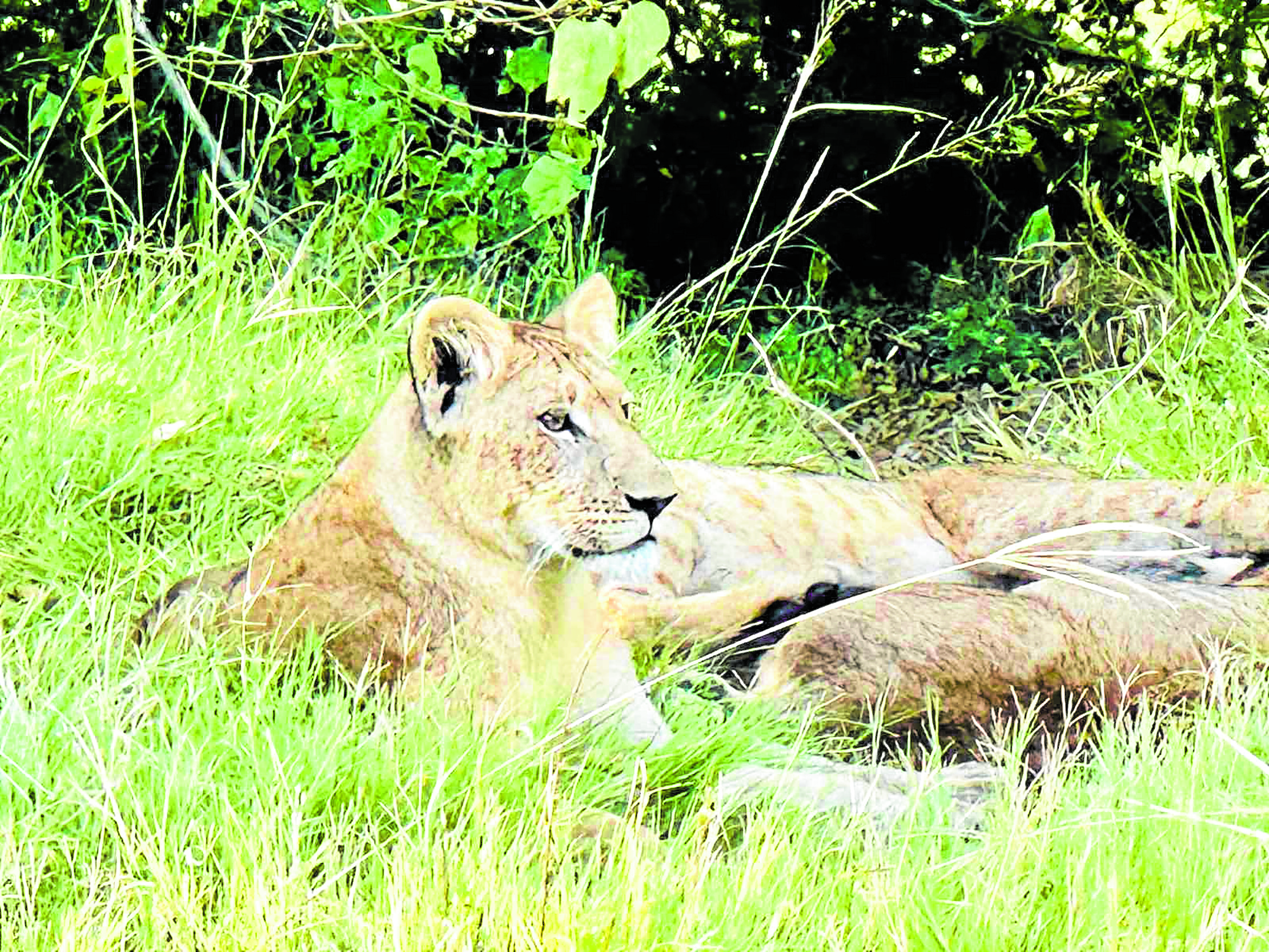 Lions at Khwai Reserve