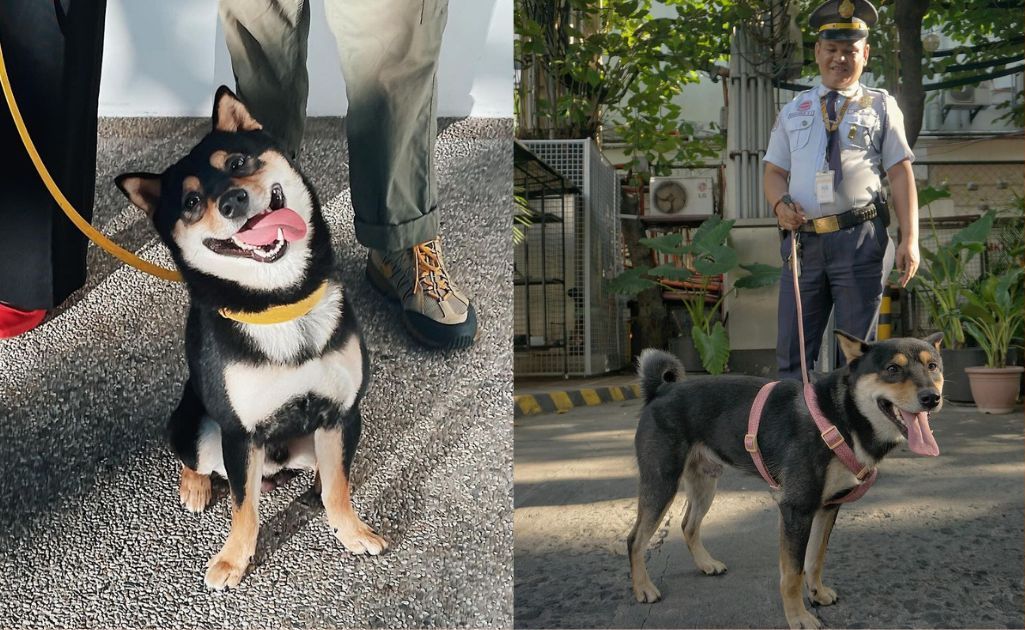 Lost no more: Inu, the Shiba who wandered into Karrivin, has found a home