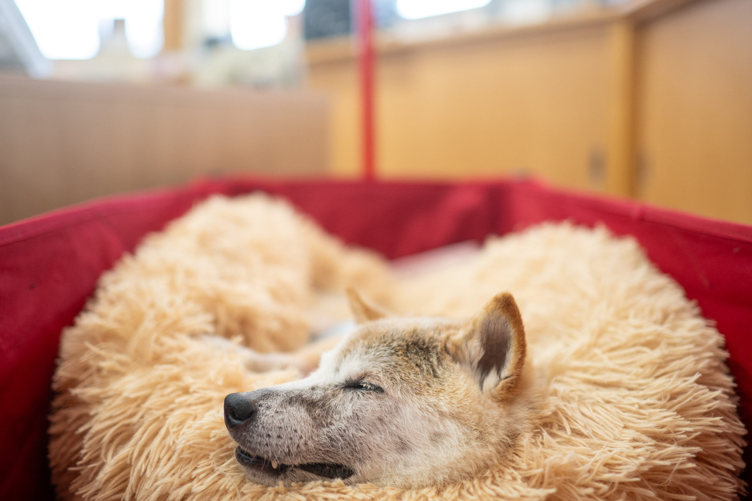 This picture taken on March 19, 2024 shows Japanese shiba inu dog Kabosu, best known as the logo of cryptocurrency Dogecoin, taking a rest at the office of her owner Atsuko Sato after playing with children at a kindergarten in Narita, Chiba prefecture, east of Tokyo. The Japanese shiba inu dog whose photo inspired a generation of oddball online jokes and the $23-billion Dogecoin cryptocurrency beloved by Elon Musk died on May 24, her owner said.(Photo by Philip FONG / AFP)