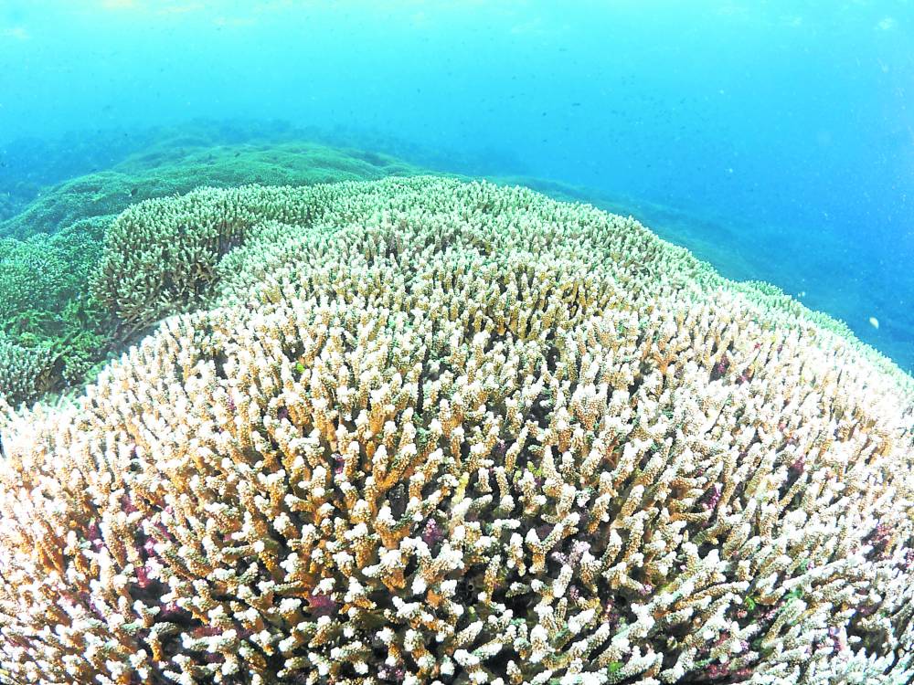 Bleached branchingacropora in Delsan