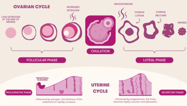 infographic ng menstrual cycle