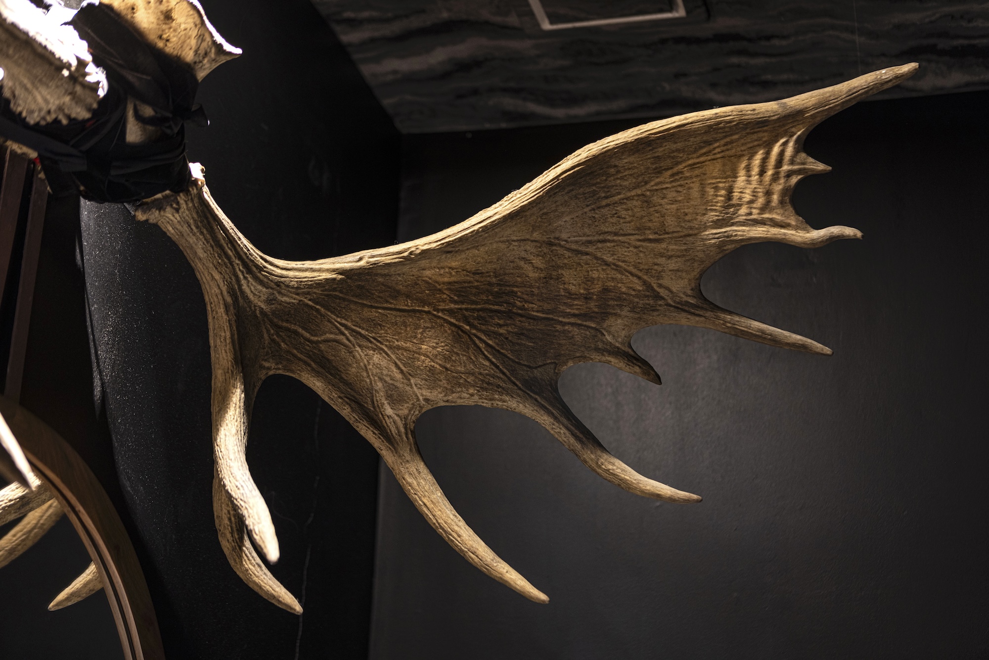 Moose antlers from Sweden