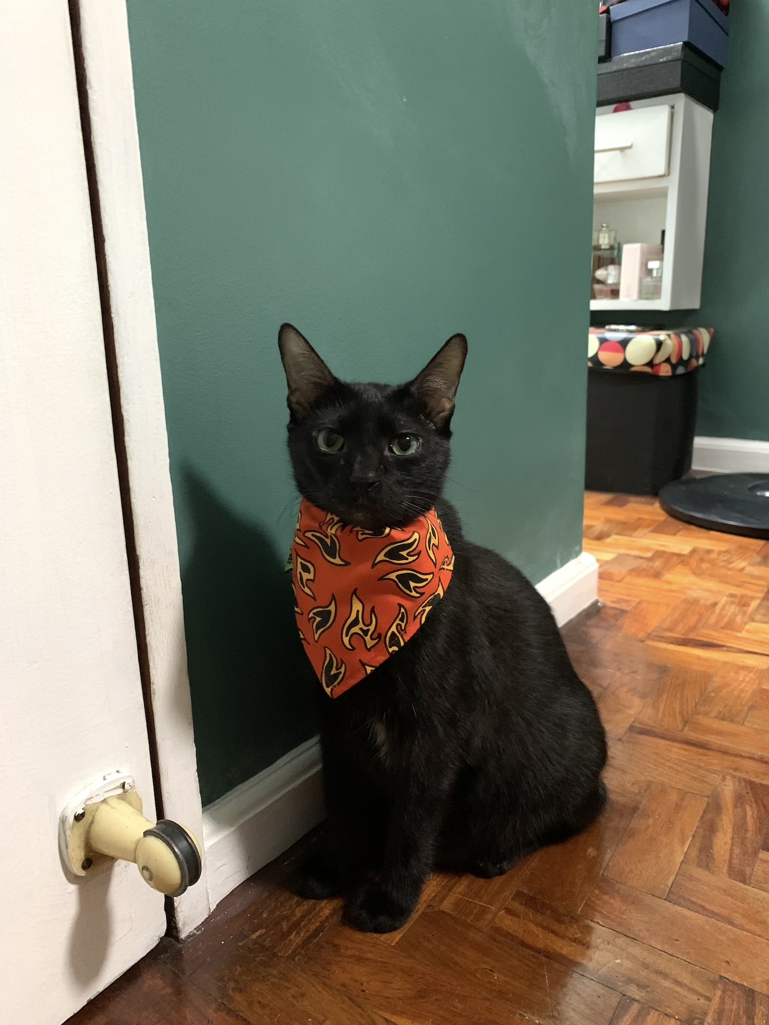 Losing a pet: Oscar with a scarf