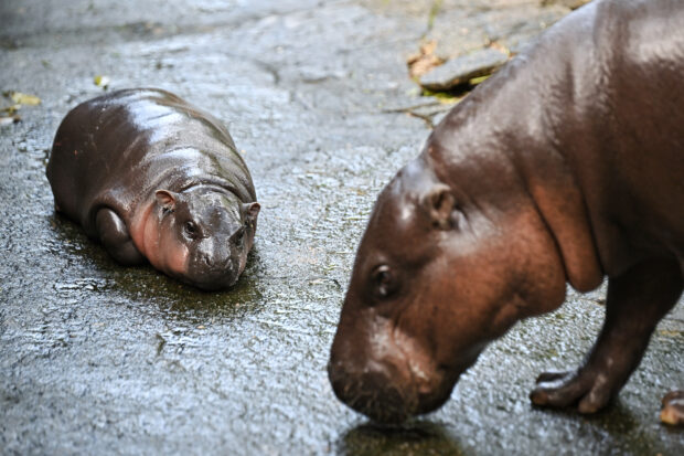 Meet Moo Deng, the most adorable hippo in the world